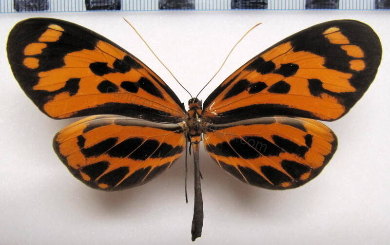 melinaea_menophilus_hicetas_f02_perou-standard.jpg