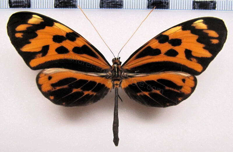 melinaea_menophilus_hicetas_m01_perou-standard.jpg