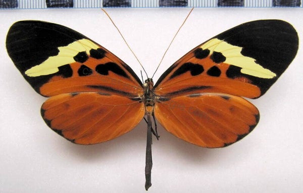 Melinaea menophilus zaneka femelle A1- Equateur