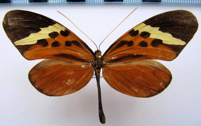 melinaea_menophilus_zaneka_m_eq-standard.jpg