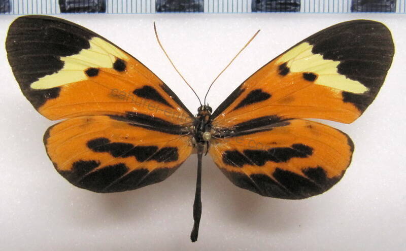 melinaea_mnasias_comma_f_perou-standard.jpg