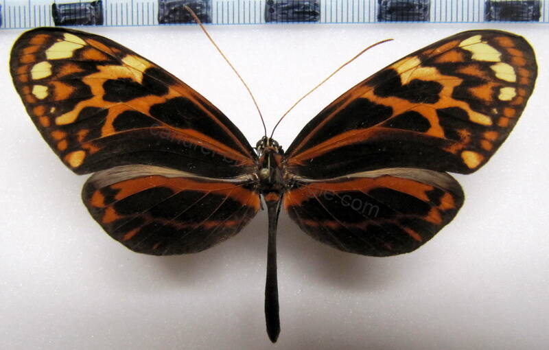 melinaea_satevis_cydon_m_perou-standard.jpg