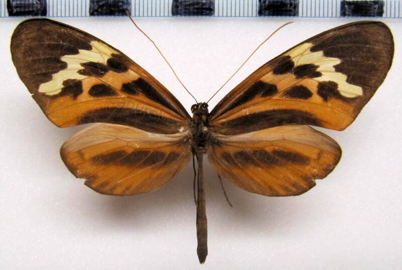 melinaea_satevis_tarapotensis_m01_perou-standard.jpg