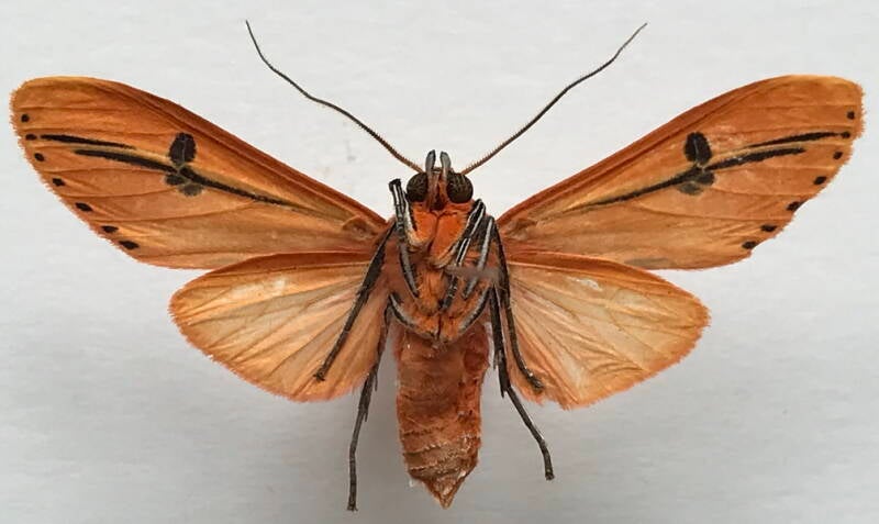 melinda_insignis_m_eq_v-standard.jpg