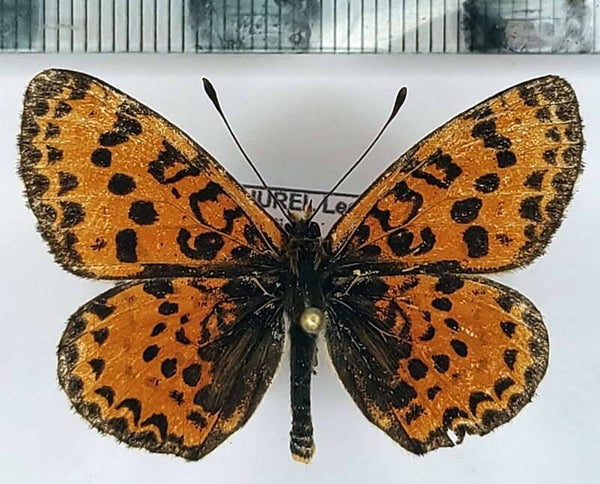 Melitaea didyma mâle Italie