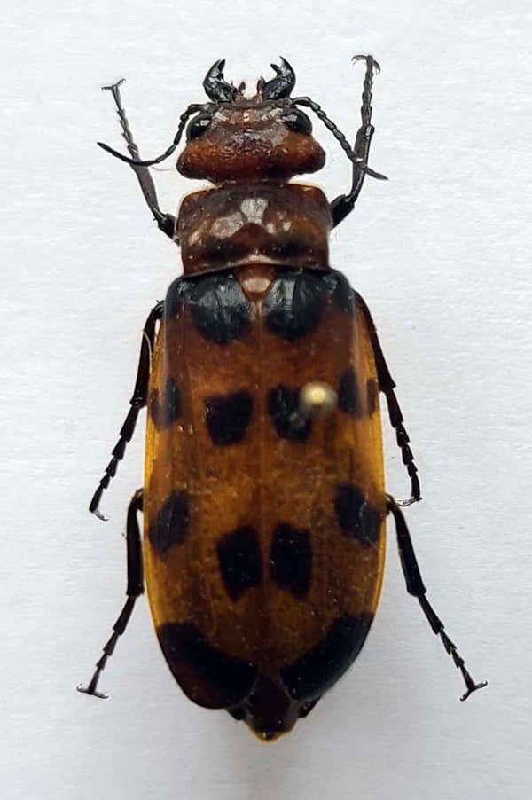 Meloidae sp 1198  Guyane fr