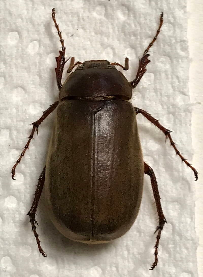 melolonthidae_sp_Equateur
