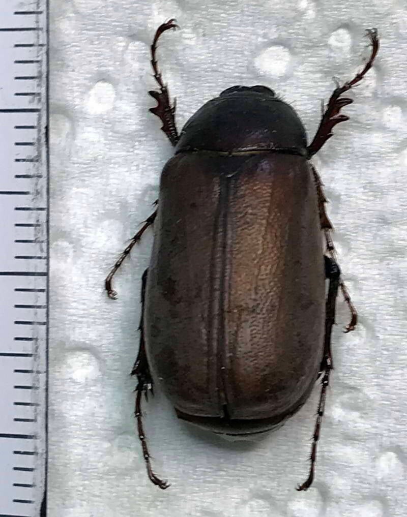 melolonthinae-sp-01_Vénézuéla