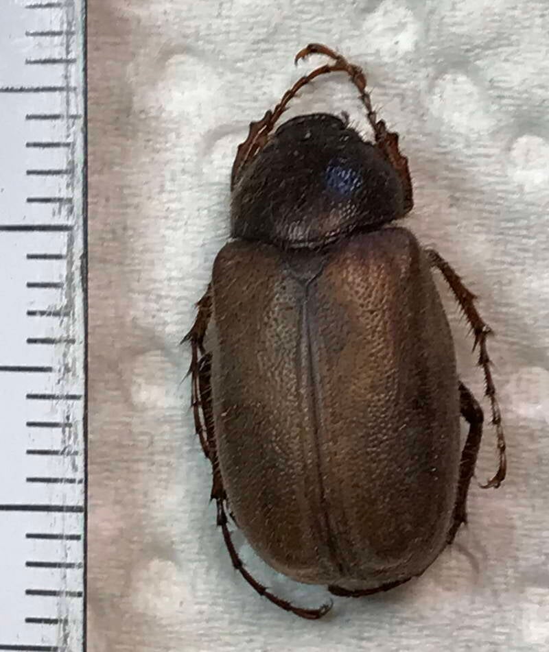 melolonthinae-sp02_Vénézuéla