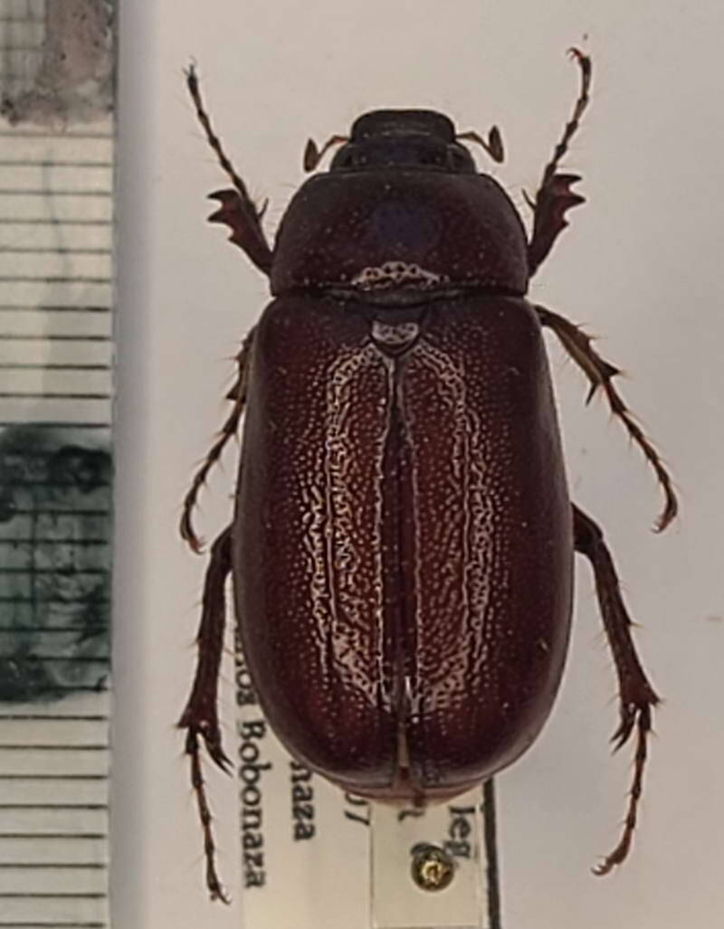melolonthinae-sp1023_Equateur