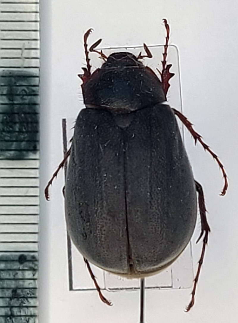 melolonthinae-sp_Equateur