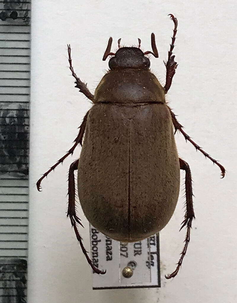 melolonthinae_sp_Equateur