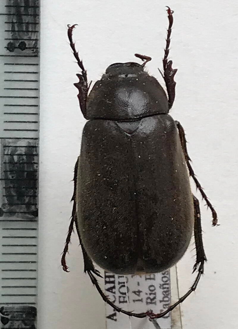 melolonthinae_sp03_Equateur
