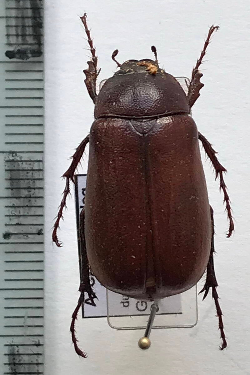 melolonthinae_sp_Equateur