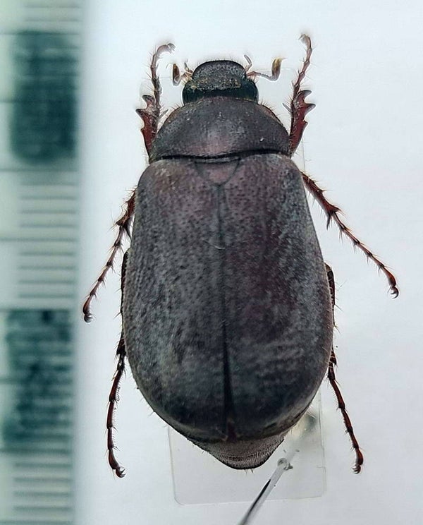 Melolonthinae sp 1210  Equateur