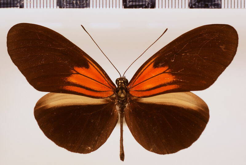 melpomene_meriana_forme02-standard.jpg
