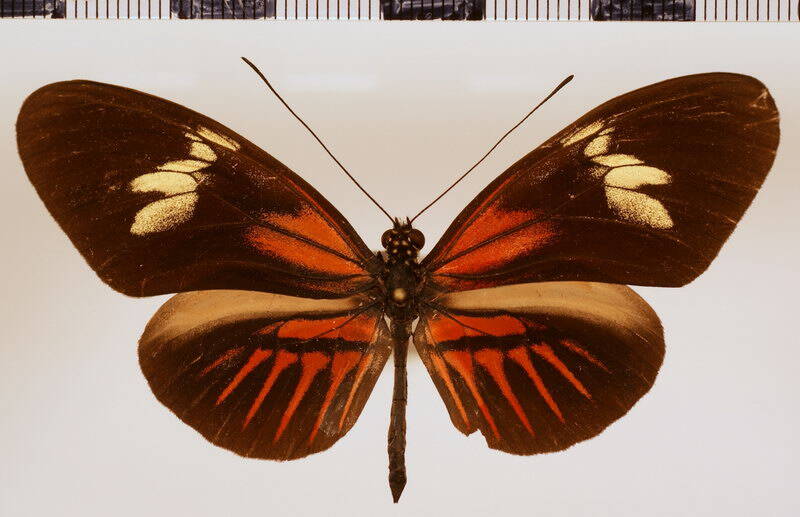 melpomene_thelxiopeia_aglaopeia01-standard.jpg