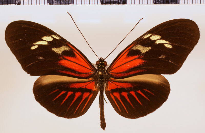 melpomene_thelxiopeia_aglaopeia02-standard.jpg
