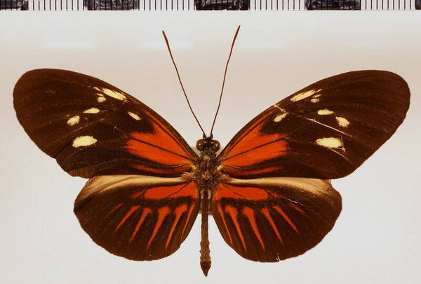 Heliconius melpomene thelxiopeia aglaopeia mâle A- Guyane fr