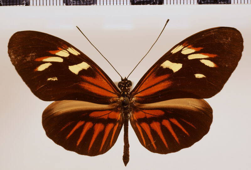 melpomene_thelxiopeia_augusta-standard.jpg
