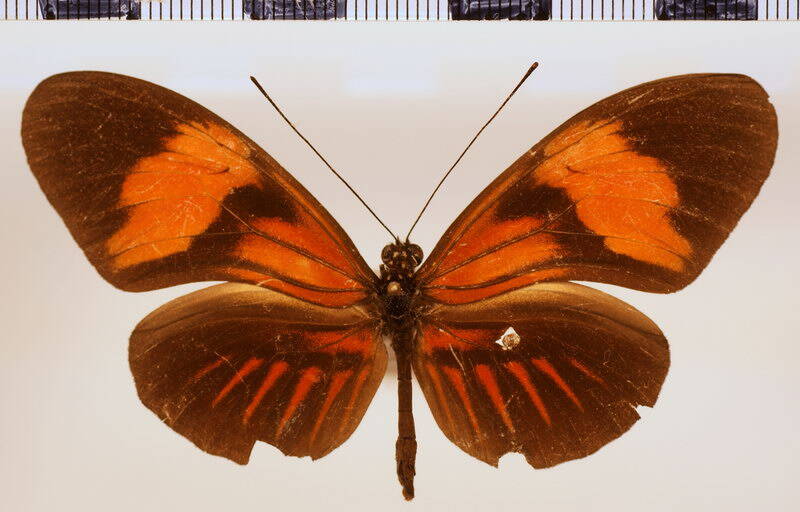melpomene_thelxiopeia_forme-standard.jpg