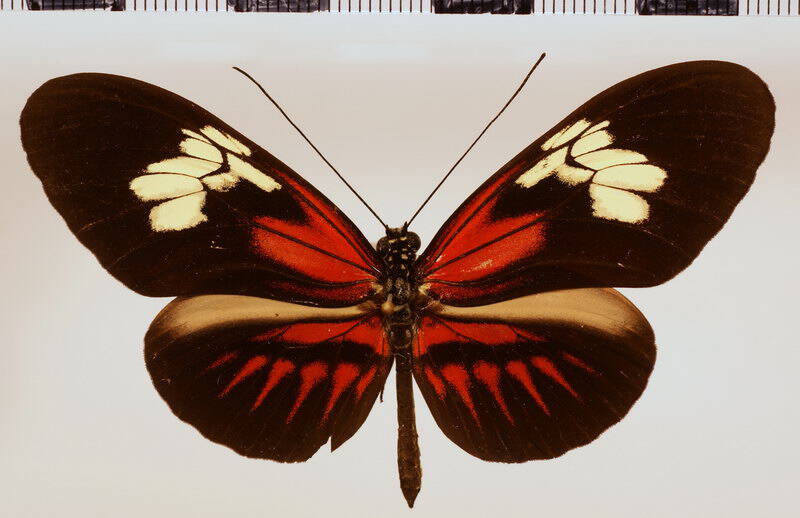 melpomene_thelxiopeia_penelopides-standard.jpg