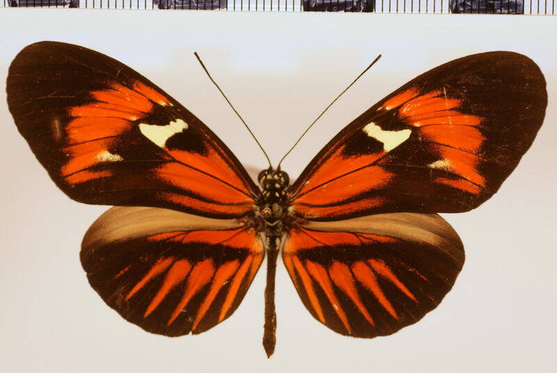 melpomene_thelxiopeia_punctaria-standard.jpg
