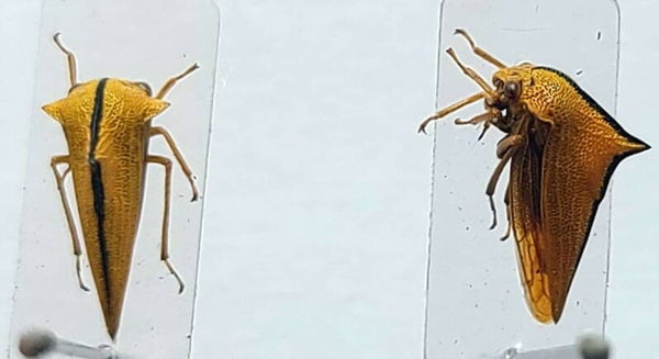 Membracidae sp 03  Equateur