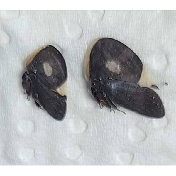 Membracis lefebvrei Duo  Equateur