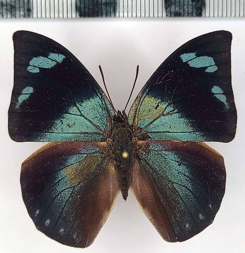 memphis_acaudata_m_eq-standard.jpg