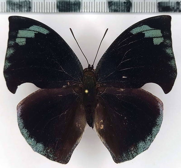 Memphis ambrosia phoebe  mâle A1-  Equateur