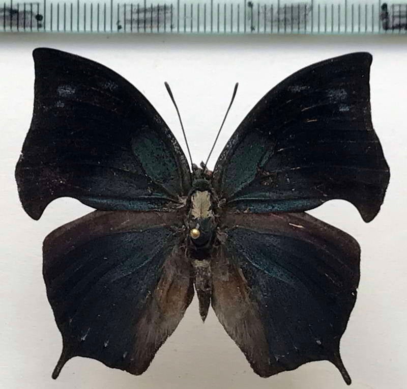 memphis_arachne_psamis_m01_eq-standard.jpg