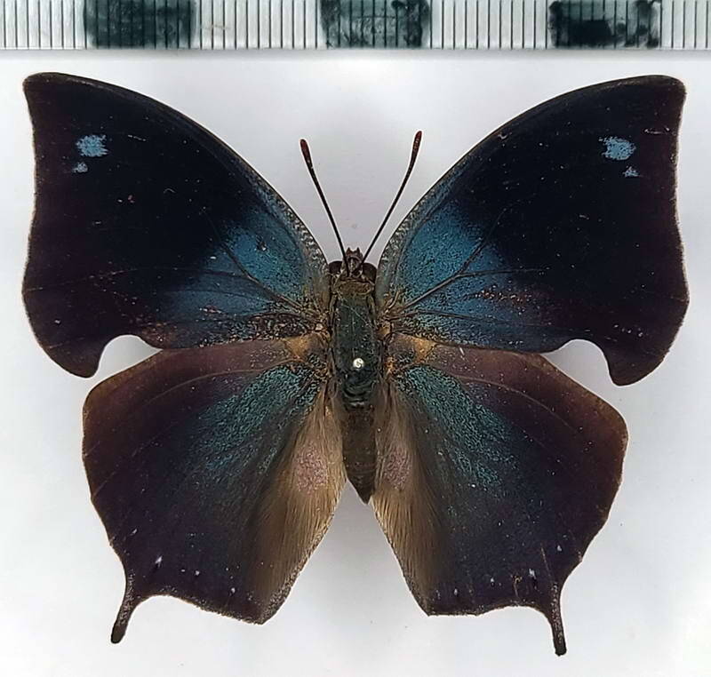 memphis_moruus_morpheus_m_per-standard-xixvwu.jpg