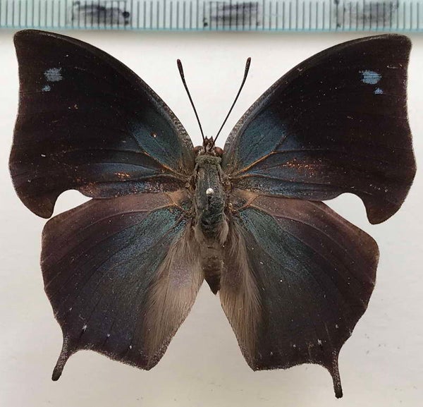 Memphis moruus morpheus mâle A1-  Pérou