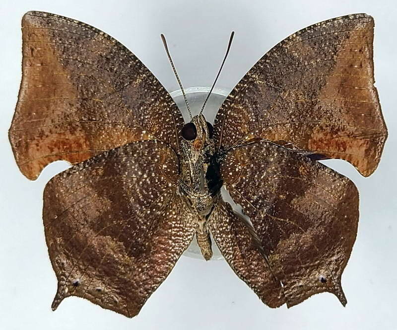 memphis_moruus_moruus_m_br_v-standard.jpg