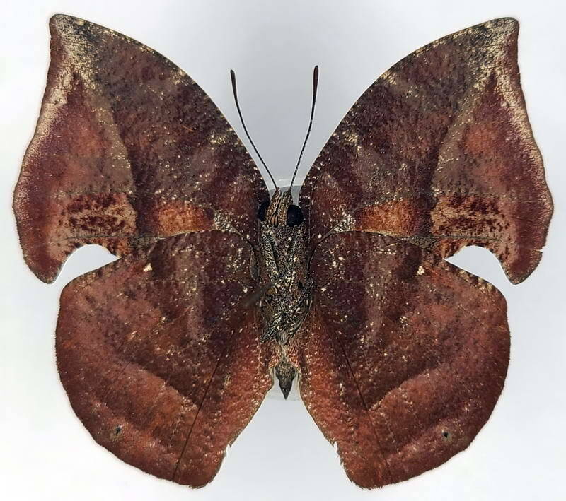 memphis_offa_offa_m_eq_v-standard.jpg
