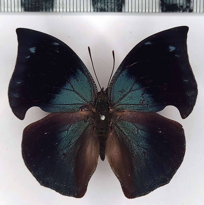 memphis_phantes_vicinia_m_eq-standard.jpg