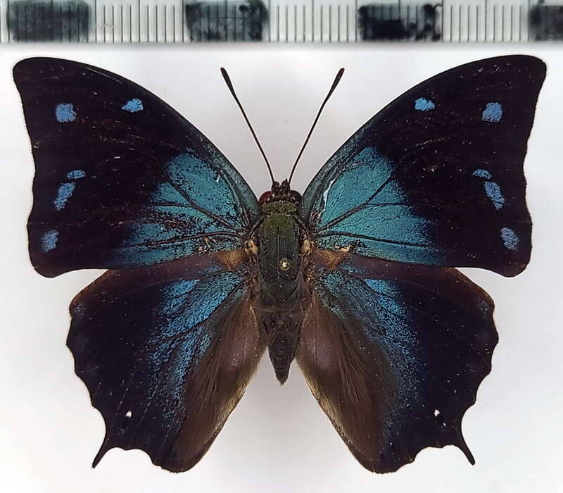 memphis_xenocles_xenocles_m_eq-standard-izf14z.jpg
