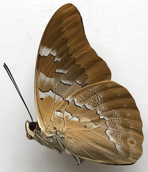mesoprepona_pheridamas_m_eq_v-standard.jpg