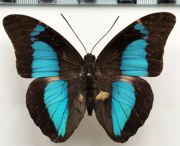 mesoprepona_pheridamas_m_gf-standard.jpg