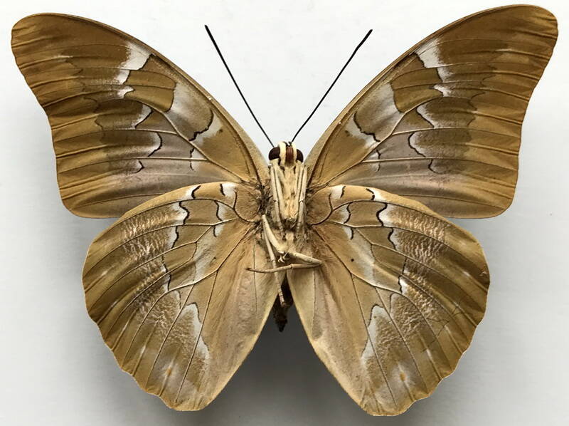 mesoprepona_pheridamas_m_perou_v-standard.jpg