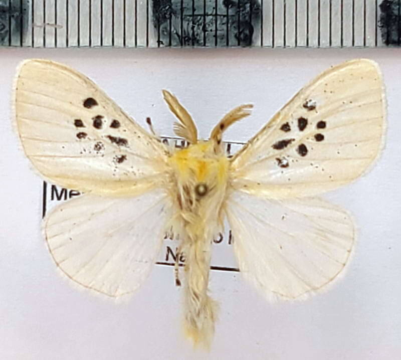 mesoscia_sp512_m_eq-standard.jpg