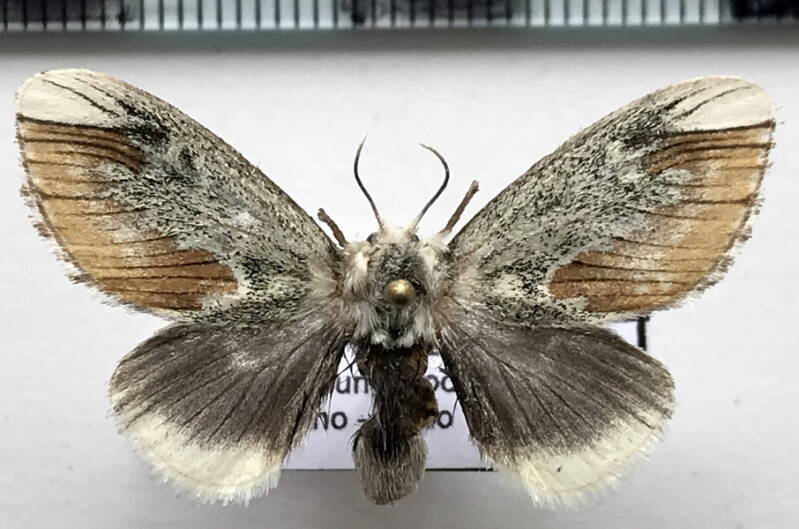 mesoscia_terminata_f_eq_megalopygidae-standard.jpg