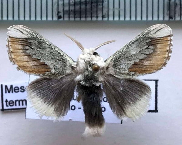 Mesoscia terminata mâle Equateur