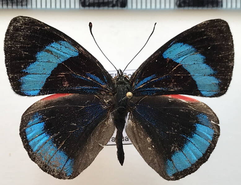 mesotaenia_vaninka_m_eq-standard.jpg