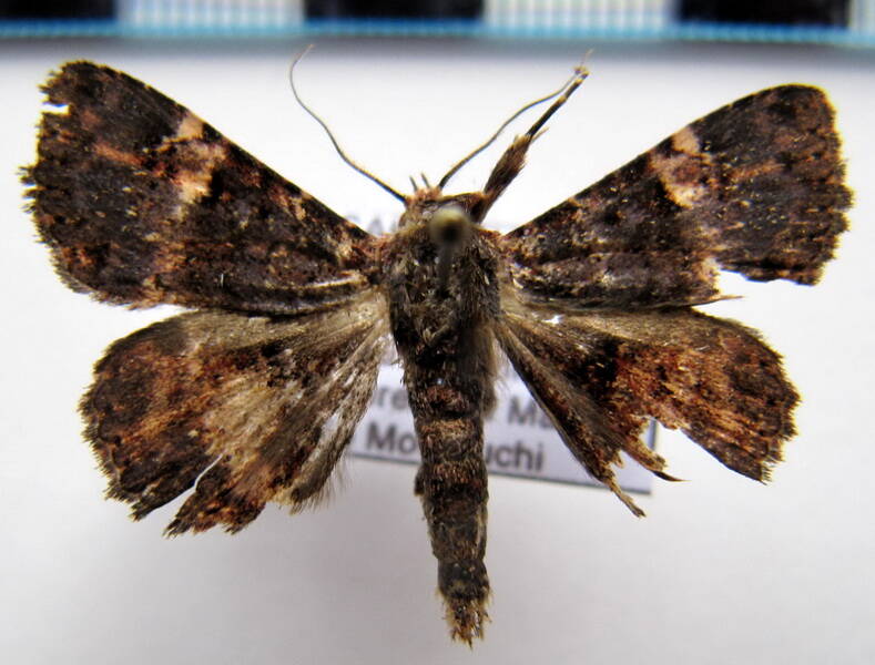 metalectra_carneomaculata_gf-standard.jpg