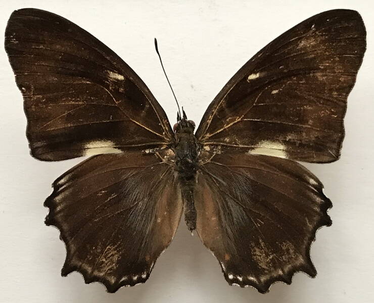 metamorpha_elissa_elissa-ab_m_bresil-standard.jpg