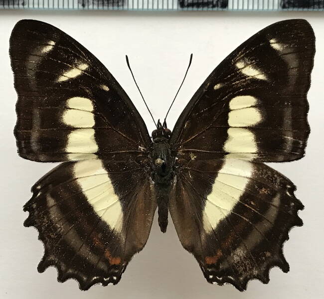 metamorpha_elissa_elissa_m_eq-standard-3bmdw1.jpg