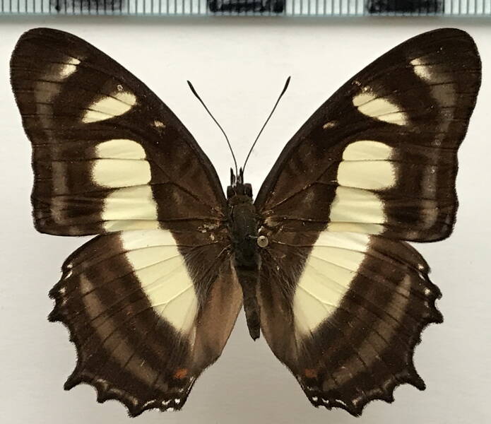 metamorpha_elissa_elissa_m_perou-standard-1bjtjd.jpg