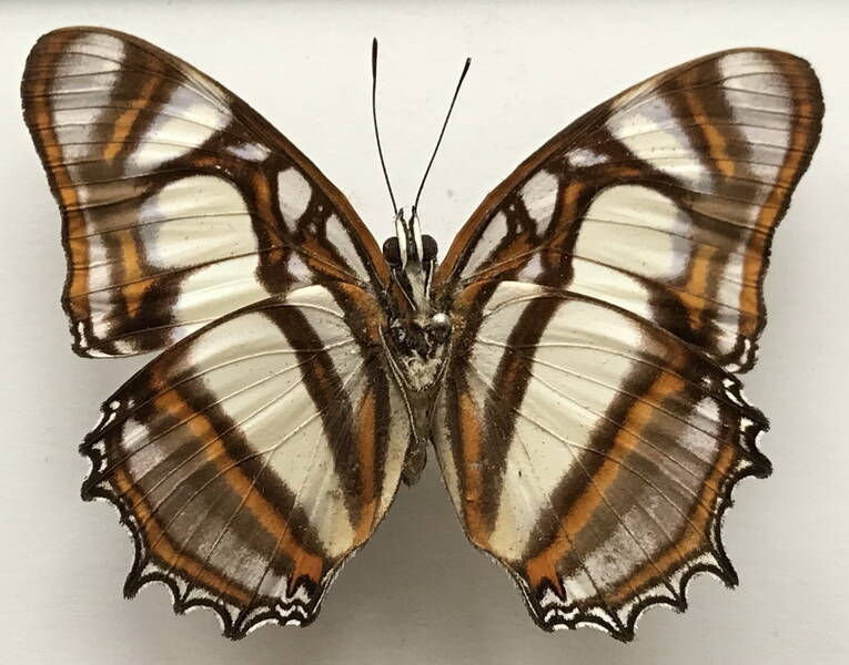 metamorpha_elissa_elissa_m_perou_v-standard-erhf5p.jpg
